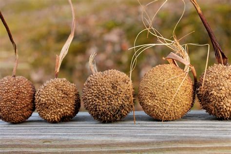 is sycamore fruit healthy.